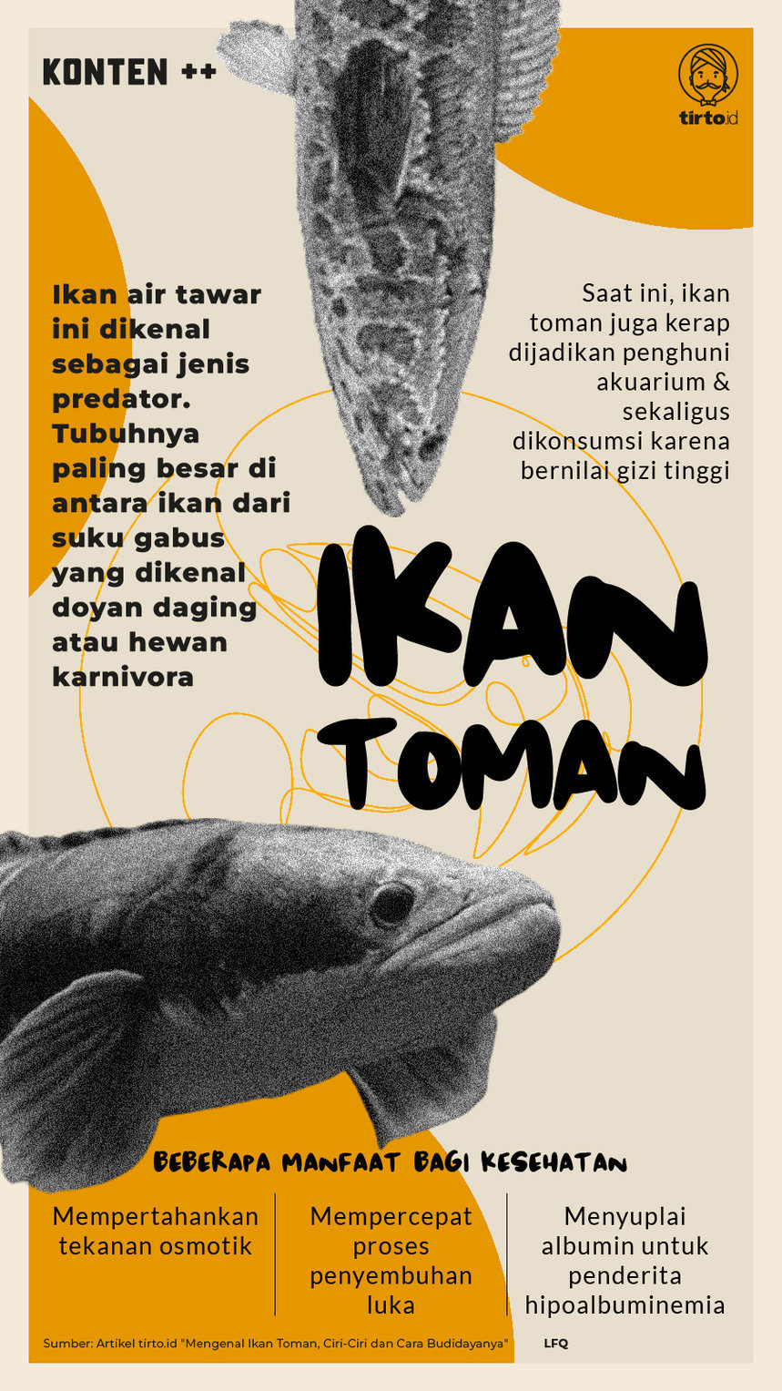 Infograsfik SC Ikan Toman