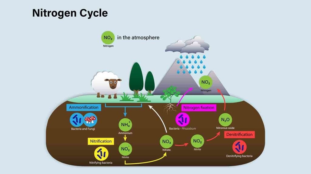 Hidroponik - Siklus Nitrogen: Proses di mana nitrogen dikonversi menjadi berbagai bentuk kimia.