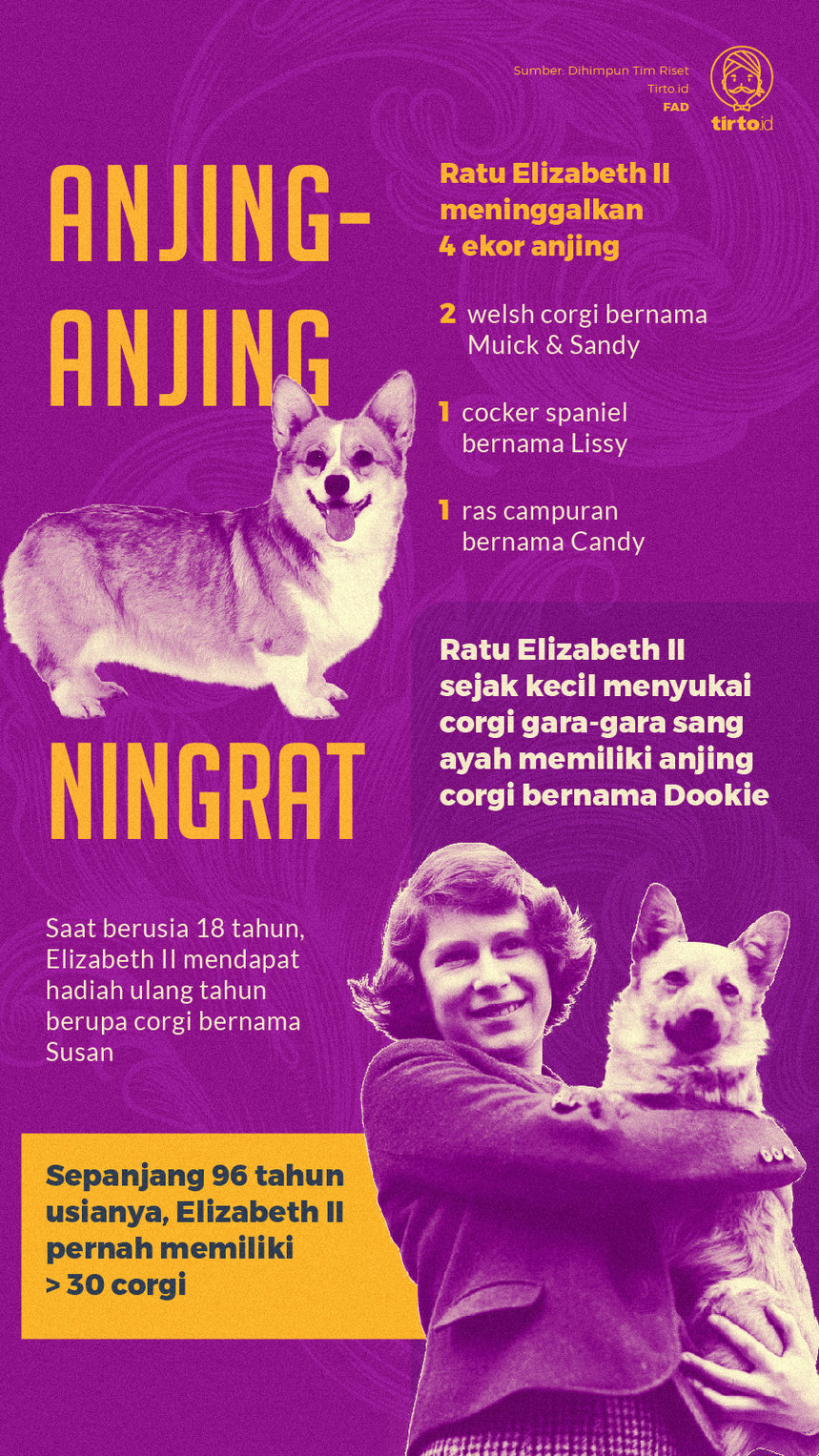 Infografik Anjing-anjing Ningrat