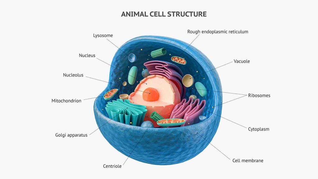 Ilustrasi Sel. foto/IStockphoto Ilustrasi sel