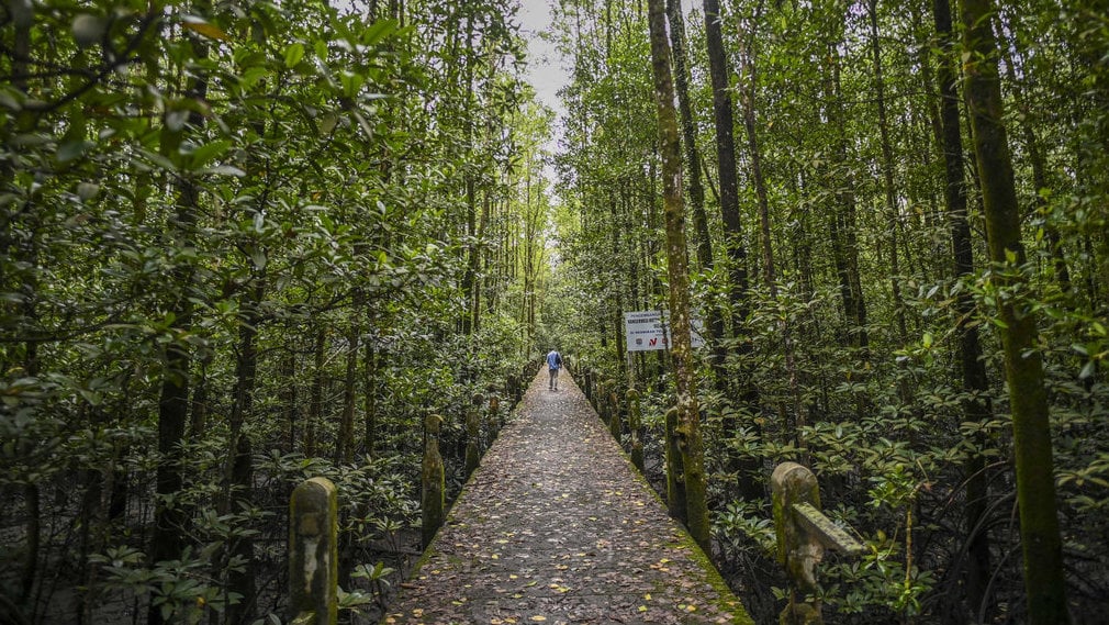 KONSERVASI MANGROVE DAN BEKANTAN DI TARAKAN