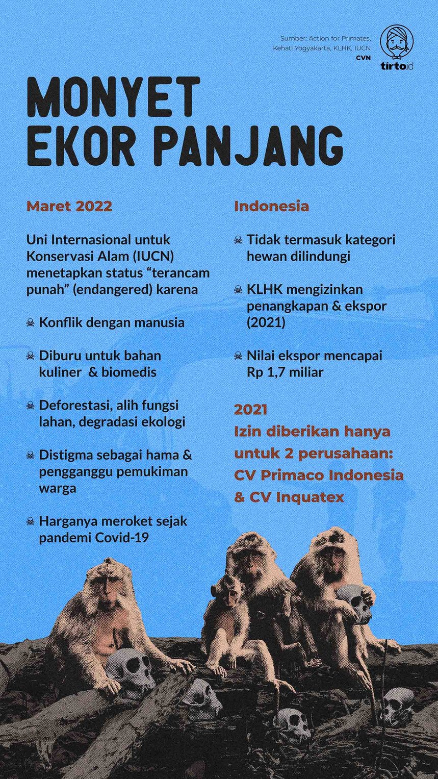 Infografik Indpeth Monyet Ekor Panjang