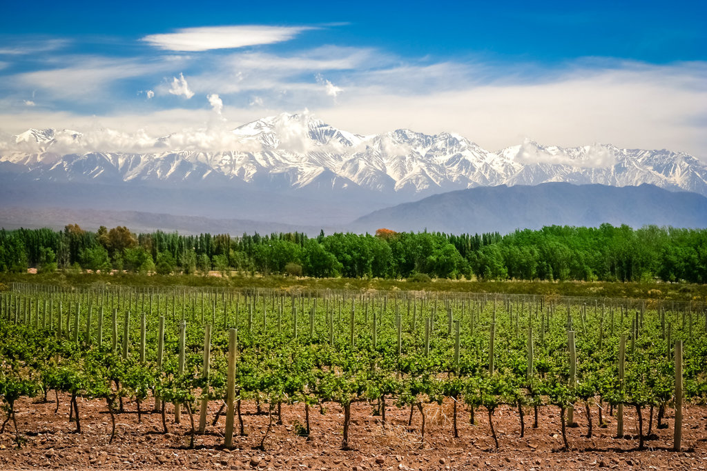 Kebun Anggur dekat Mendoza