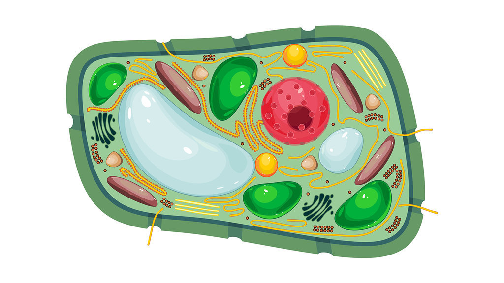 Ilustrasi Sel. FOTO/iStockphoto Ilustrasi vakuola pada sel tumbuhan