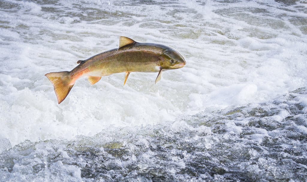 Ilustrasi ikan salmon