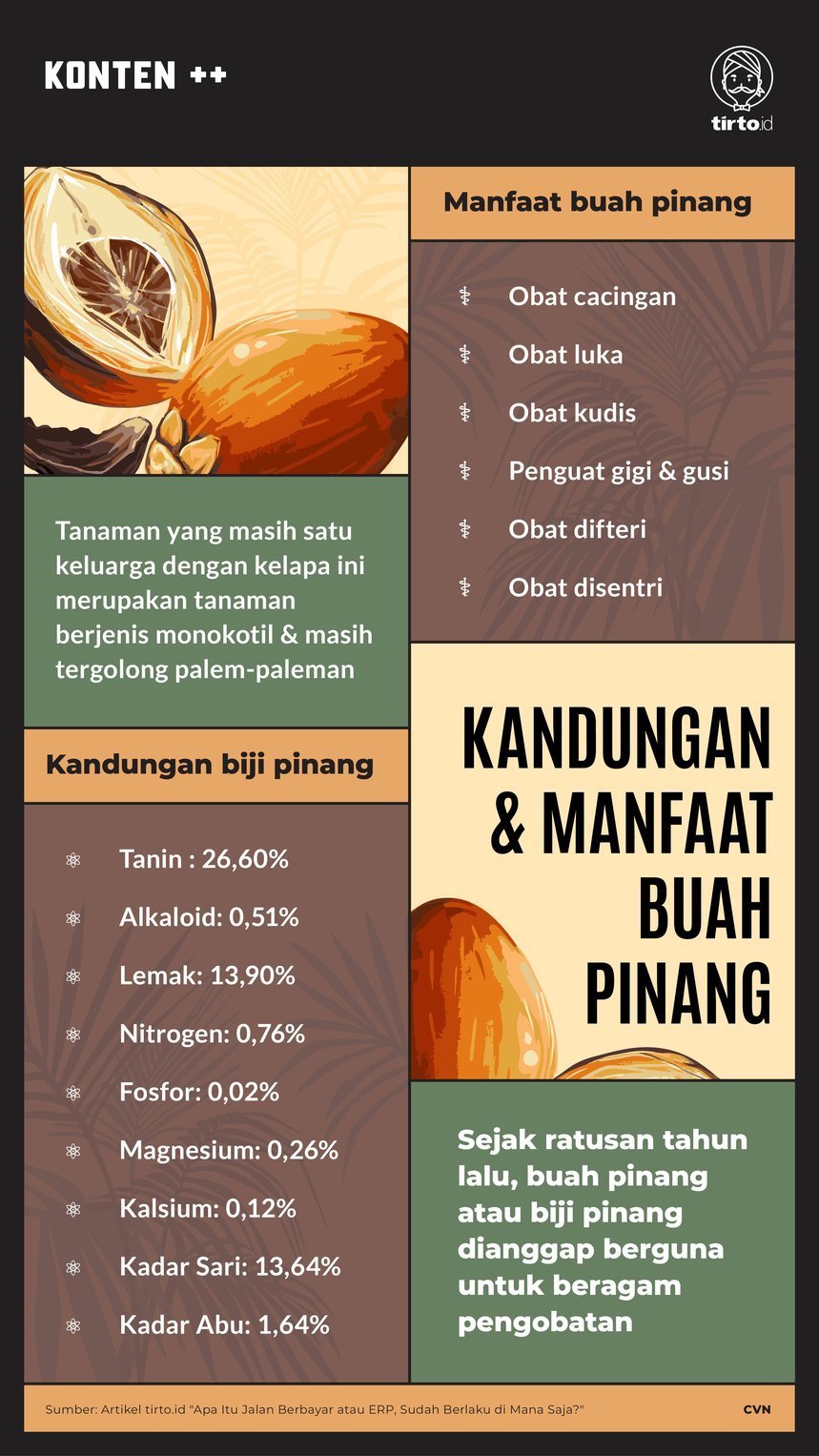 Infografik SC Kandungan dan Manfaat Buah Pinang