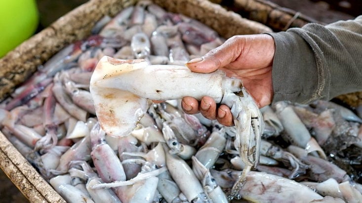 MUSIM CUMI PULPEN DI GORONTALO