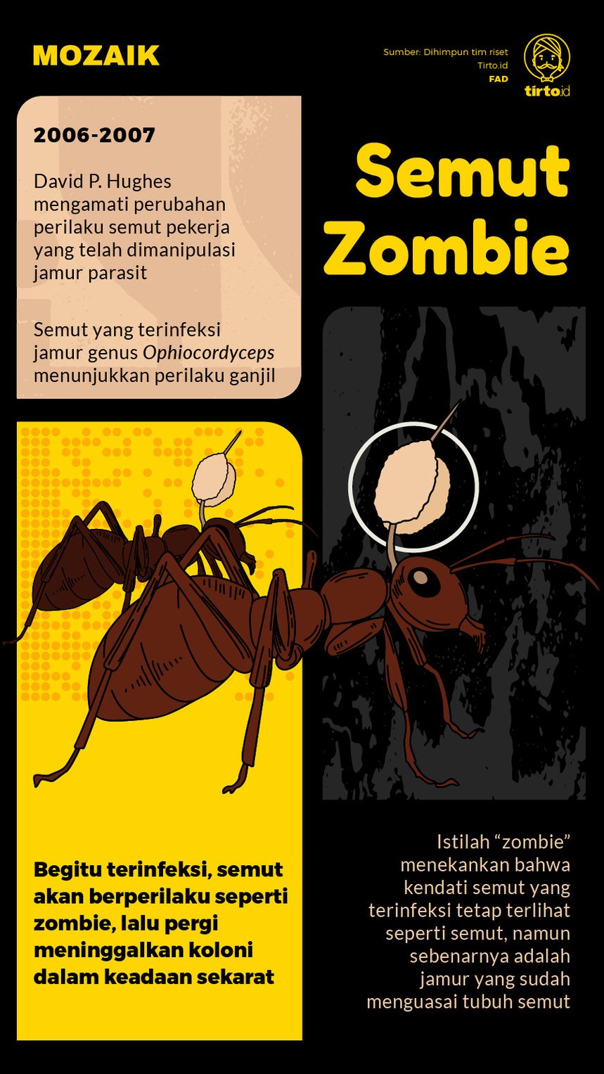 Infografik Mozaik Semut Zombie