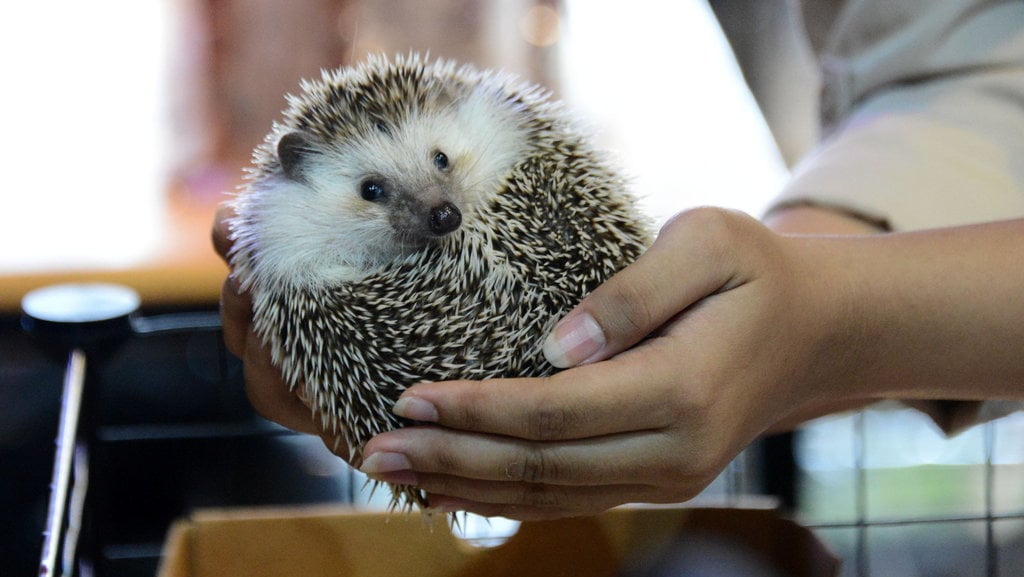 ACEH PETS FESTIVAL