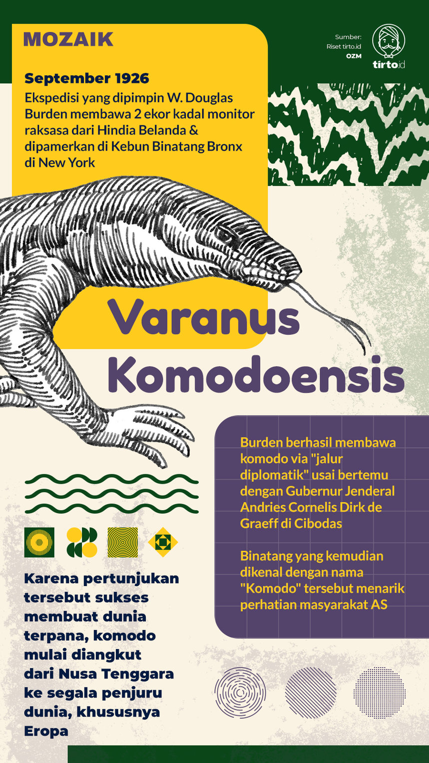 INfografik Mozaik Varanus komodoensis