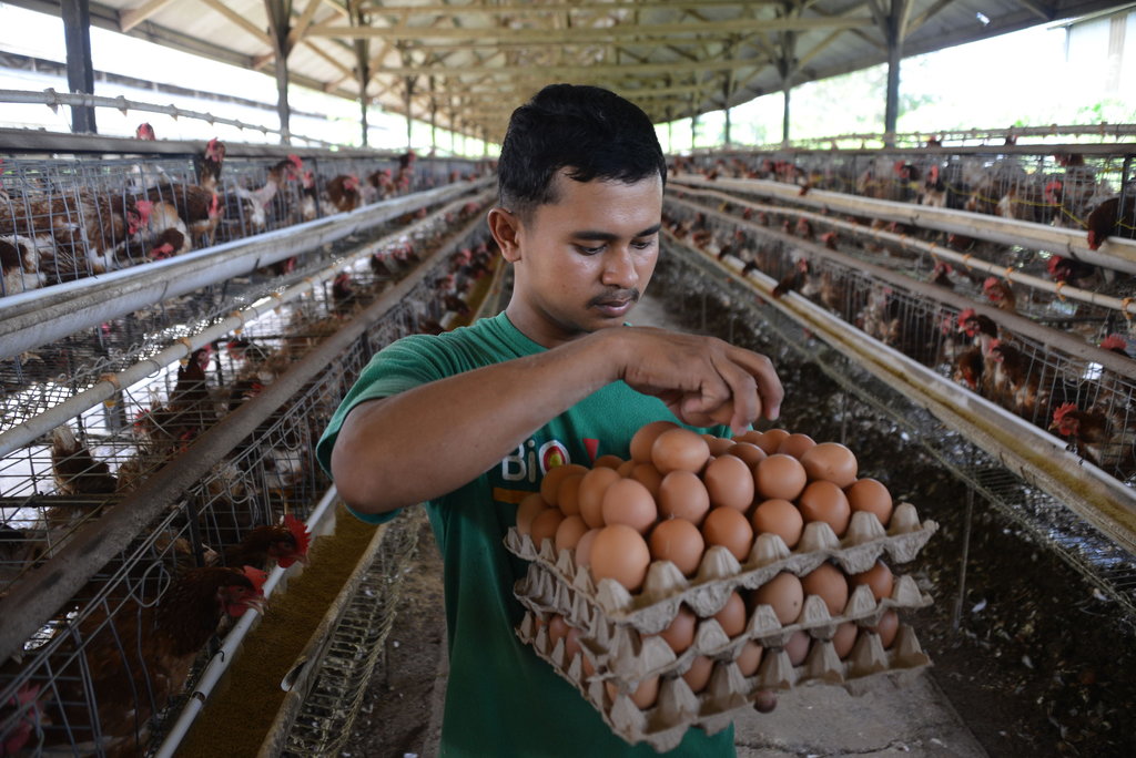 Capaian produksi telur ayam di Aceh