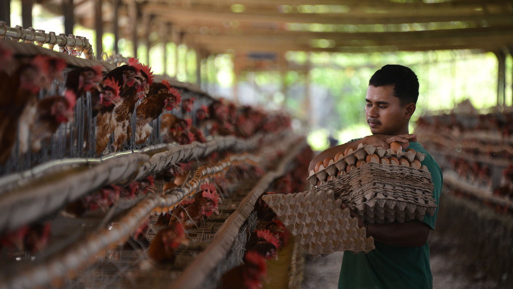 Capaian produksi telur ayam di Aceh