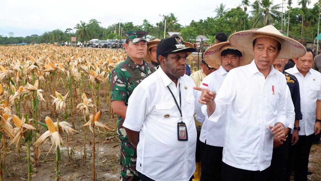 Presiden panen jagung di lumbung pangan Papua