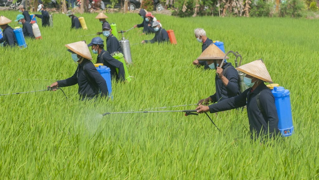 Gerakan pengamanan produksi padi di Klaten