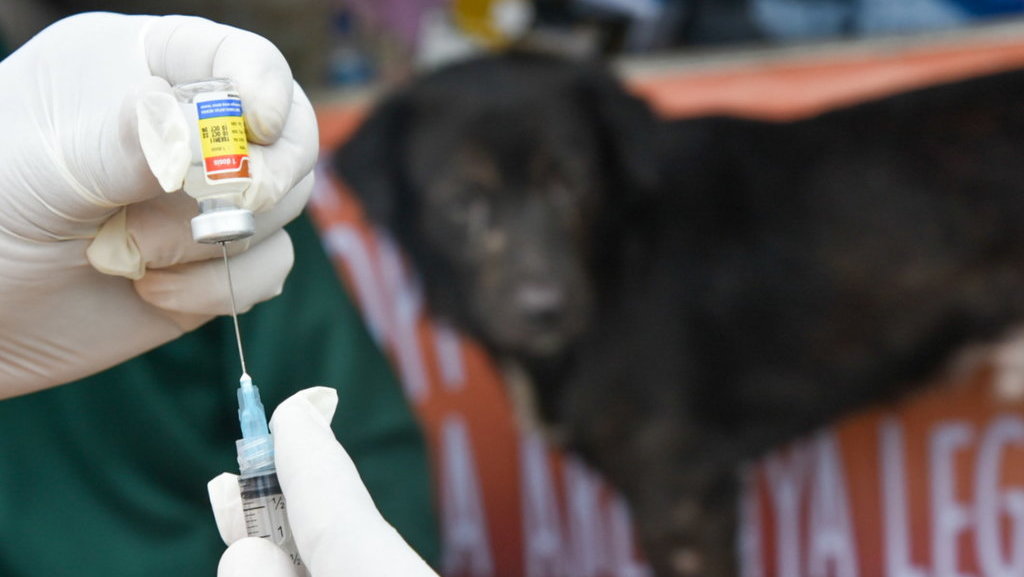 Vaksinasi rabies di Medan