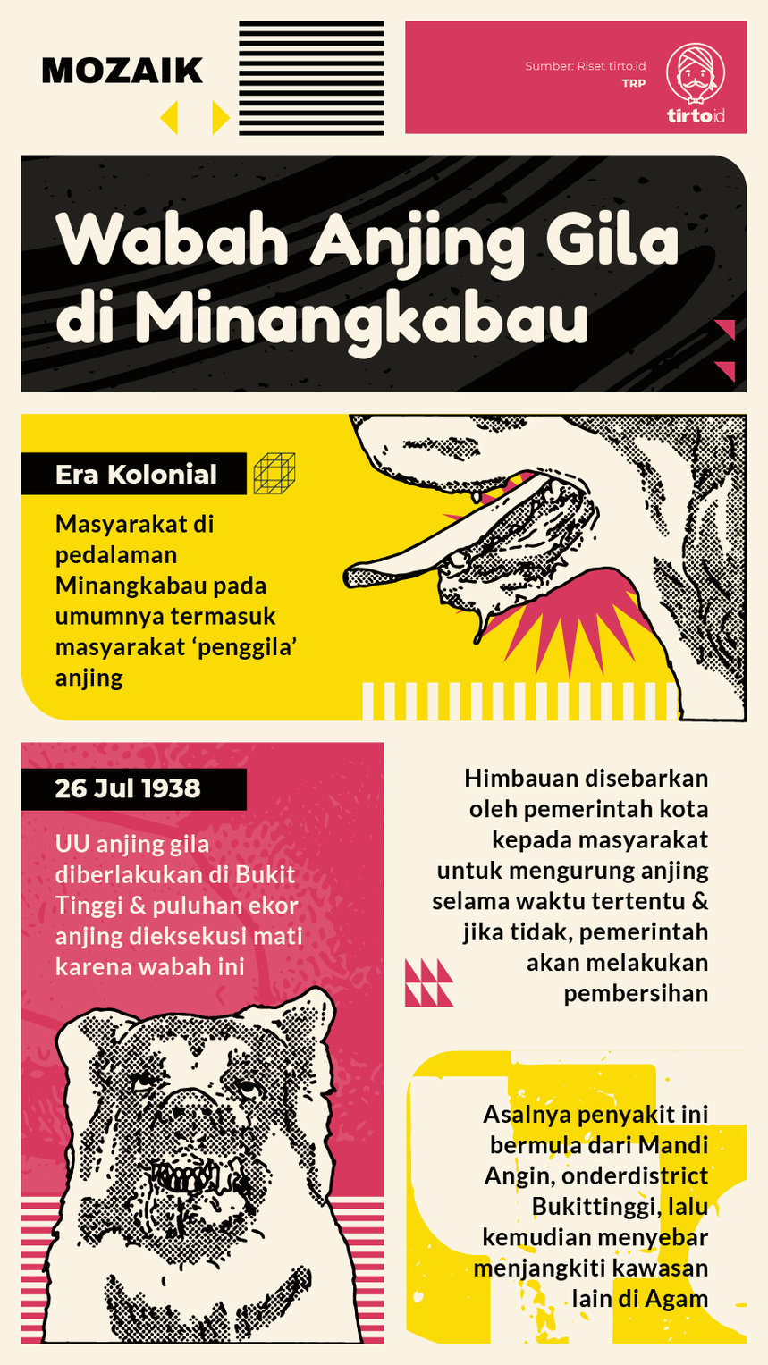 Infografik Mozaik Anjing Gila Minangkabau