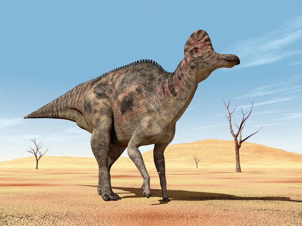 Corythosaurus 