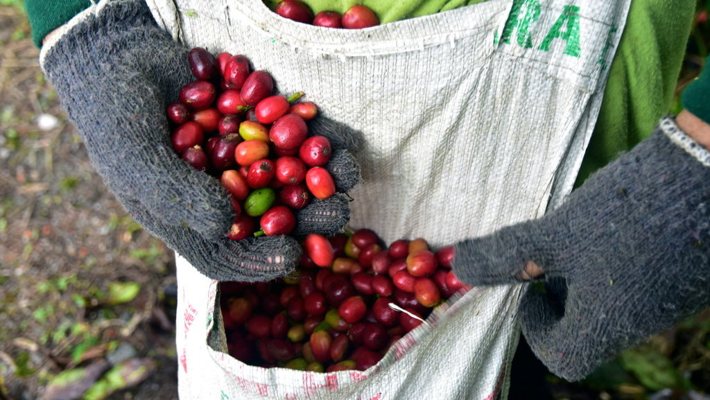 Ekspor kopi gayo Aceh