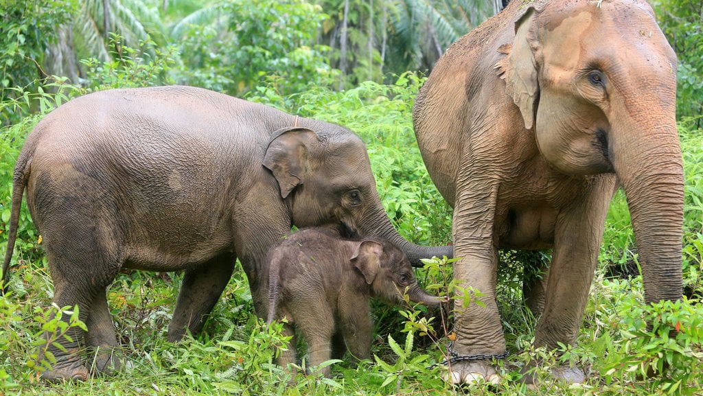 Kelahiran bayi gajah sumatera di Aceh Barat