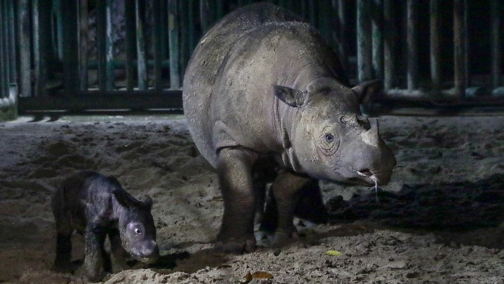 Kelahiran bayi badak sumatra di Suaka Rhino Sumatera TNWK