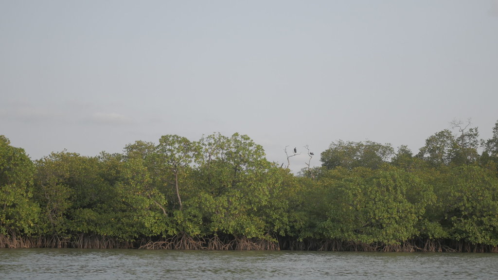 Mangrove Mentawir