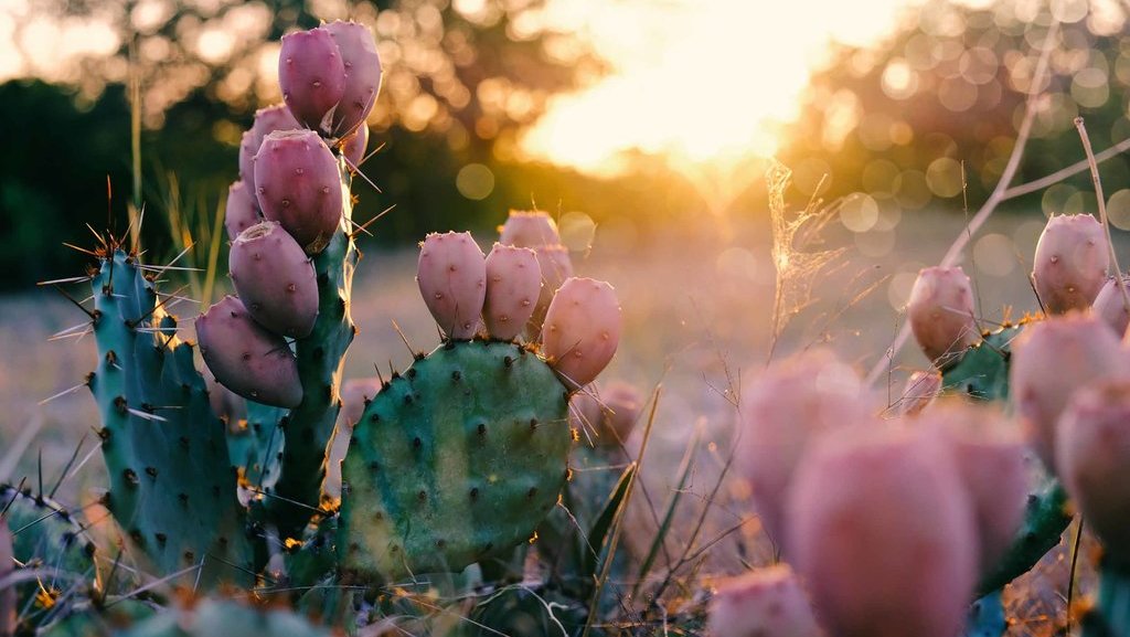 Kaktus Opuntia