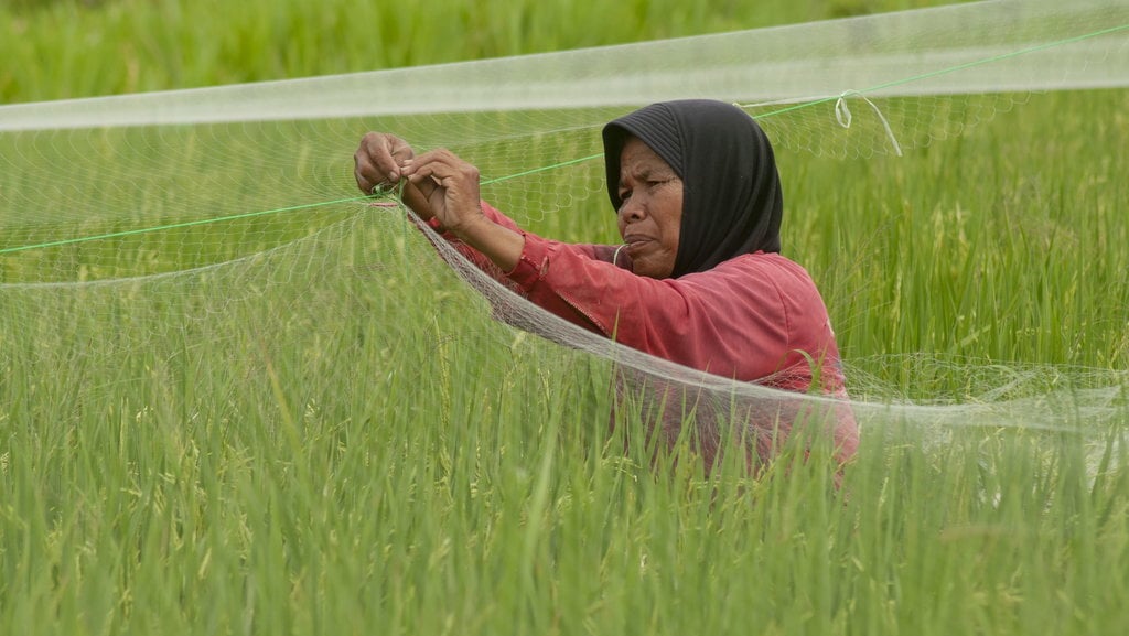 Petani terpaksa pasang jaring guna menghalau hama pipit