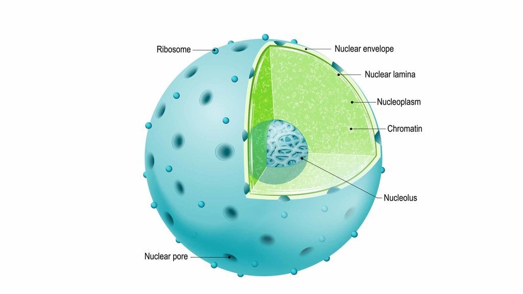 Ilustrasi Sel. foto/IStockphoto Nukleus