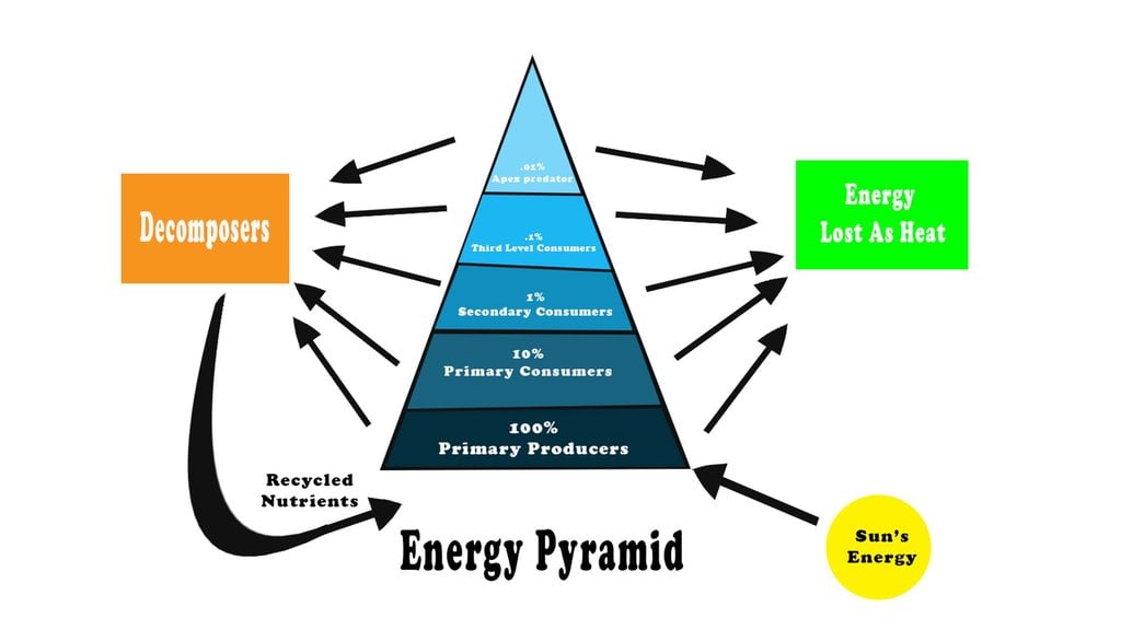 Gambar piramida ekologi jenis piramida energi