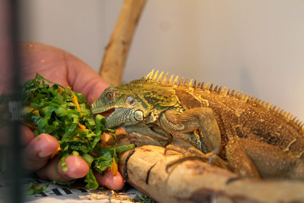 Budi daya iguana Sidoarjo