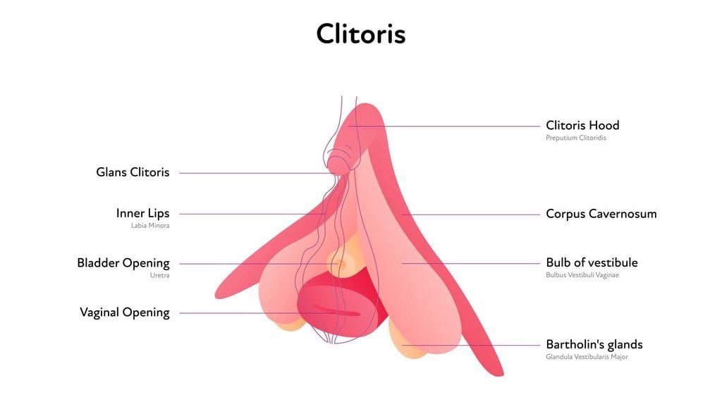 Ilustrasi Klitoris