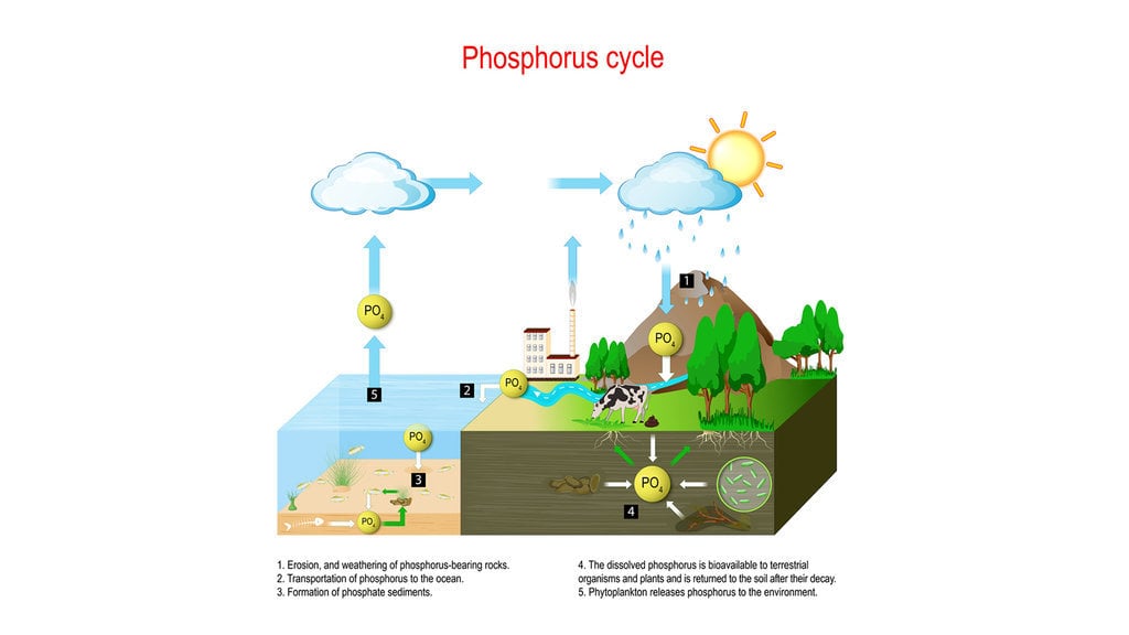 Gambar siklus fosfor