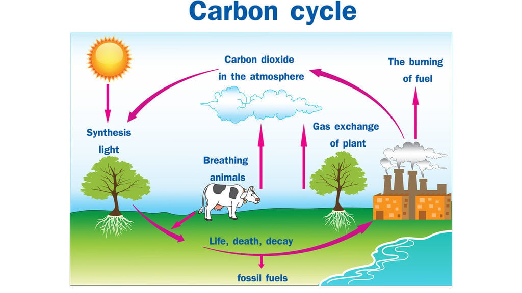 Gambar siklus karbon