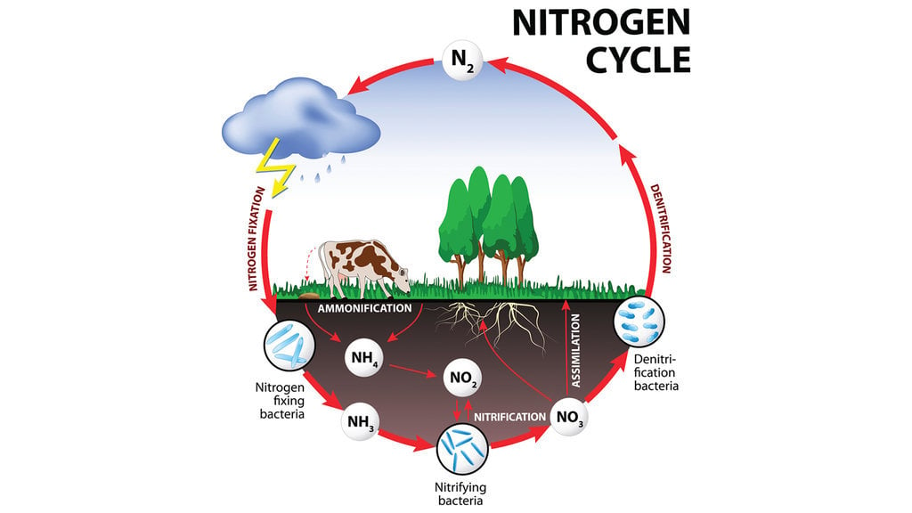 Gambar siklus nitrogen