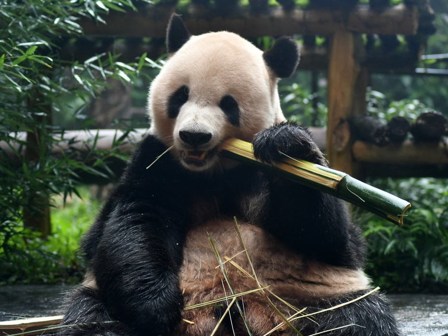 Peringatan Hari Panda Nasional di TSI Bogor