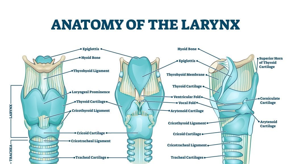 Ilustrasi anatomi laring