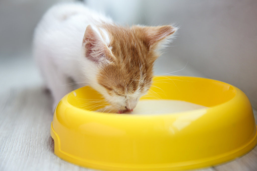Kucing minum susu. (FOTO/iStockphoto) Kucing minum susu