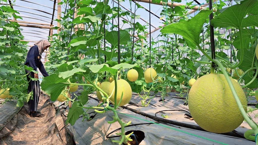 Agrowisata Melon Premium di Semarang