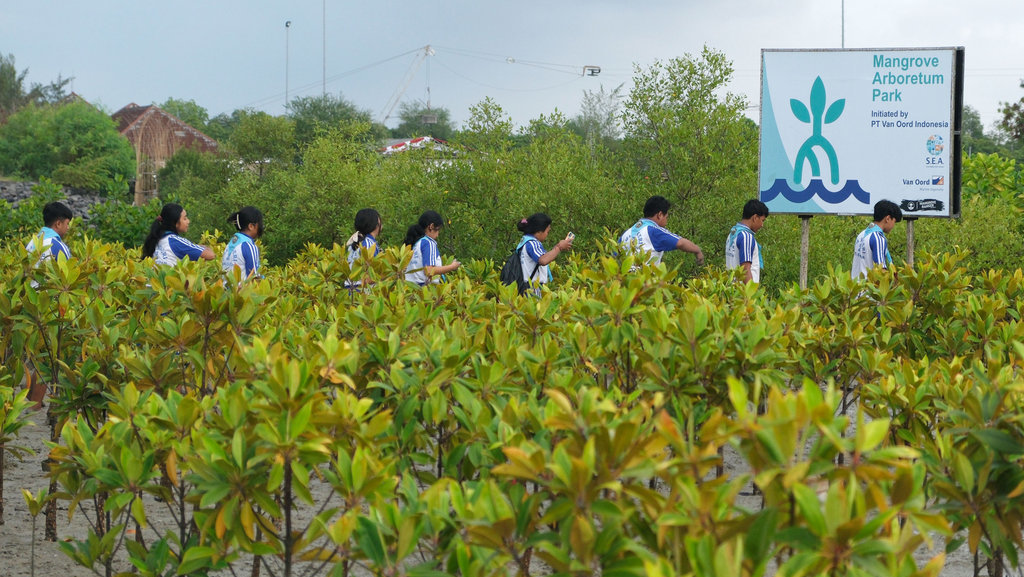 Penanaman mangrove memperingati Hari Lingkungan Hidup Sedunia