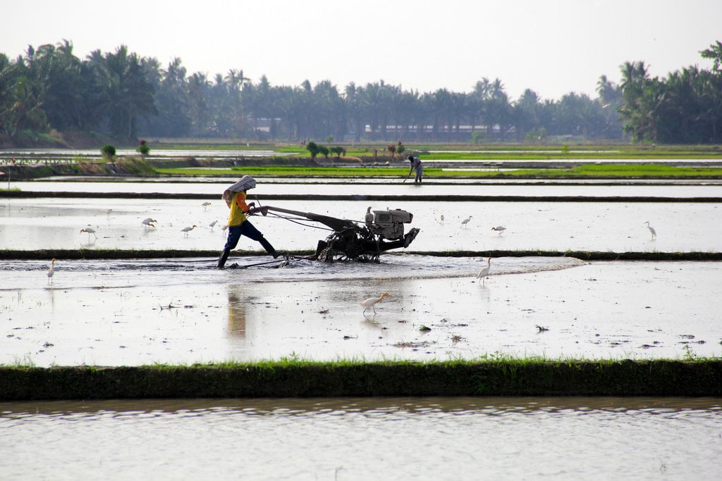 Optimalisasi lahan rawa menjadi sawah di Sumut