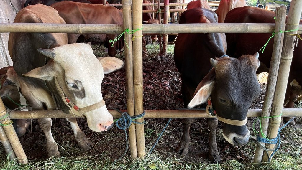 Hewan kurban di Pondok Labu