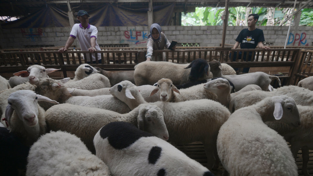 Ilustrasi hewan kurban. ANTARA FOTO/Aloysius Jarot Nugroho/Spt. Permintaan domba jelang Idul Adha