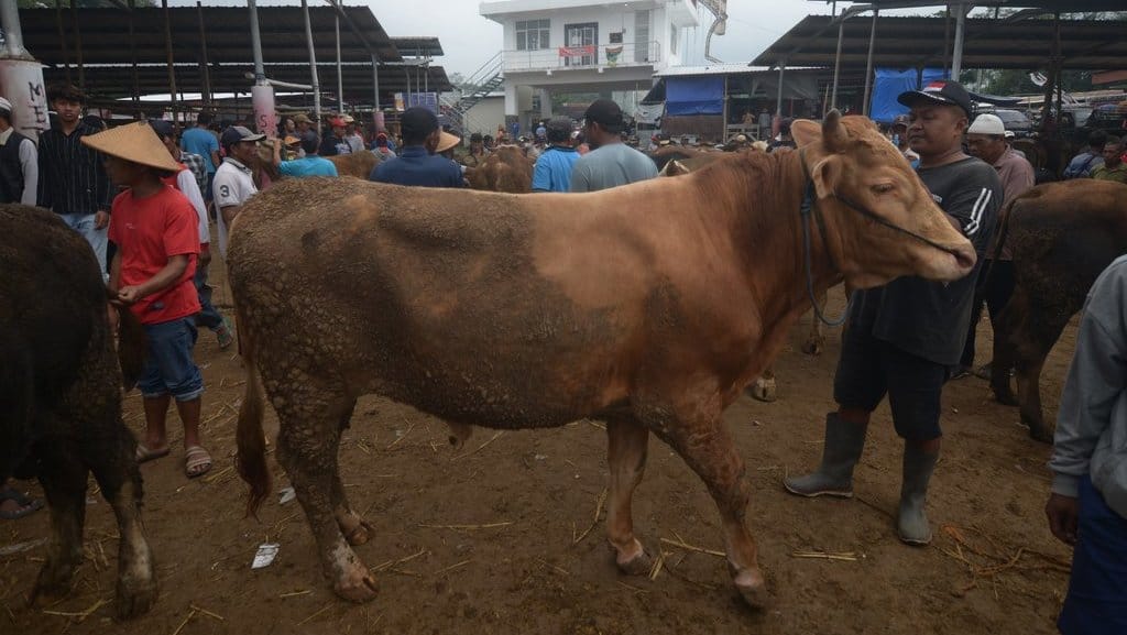Harga sapi pedaging di Boyolali naik 