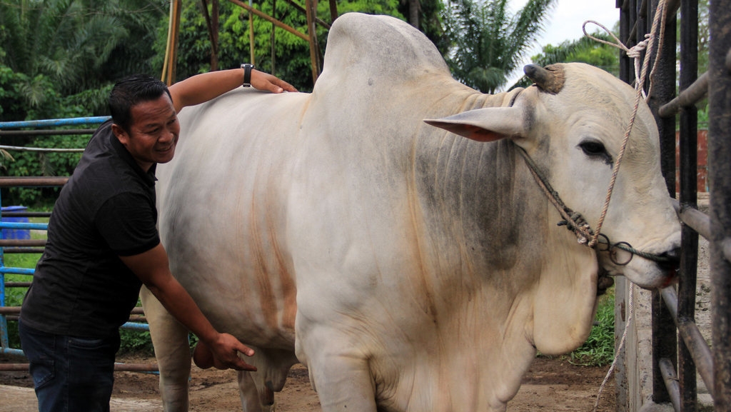 Ilustrasi sapi kurban. ANTARA FOTO/Yudi Manar/aww. Sapi kurban dari Presiden Jokowi di Sumut