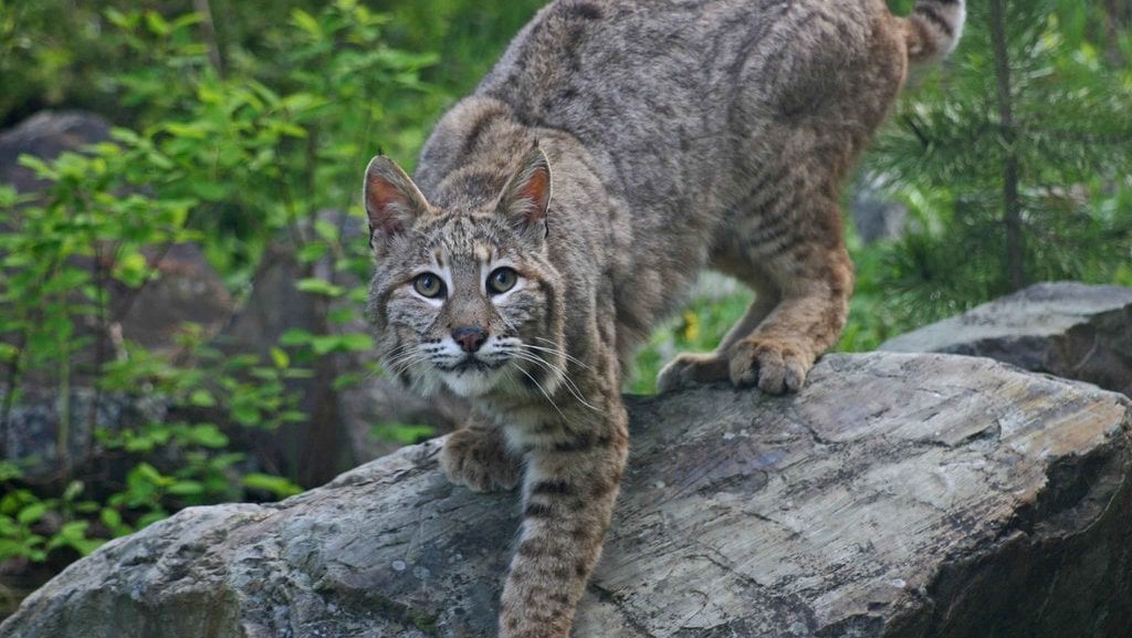 Kucing Bobcat