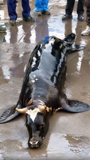Foto Periksa Fakta Anjing Laut Berkepala Sapi