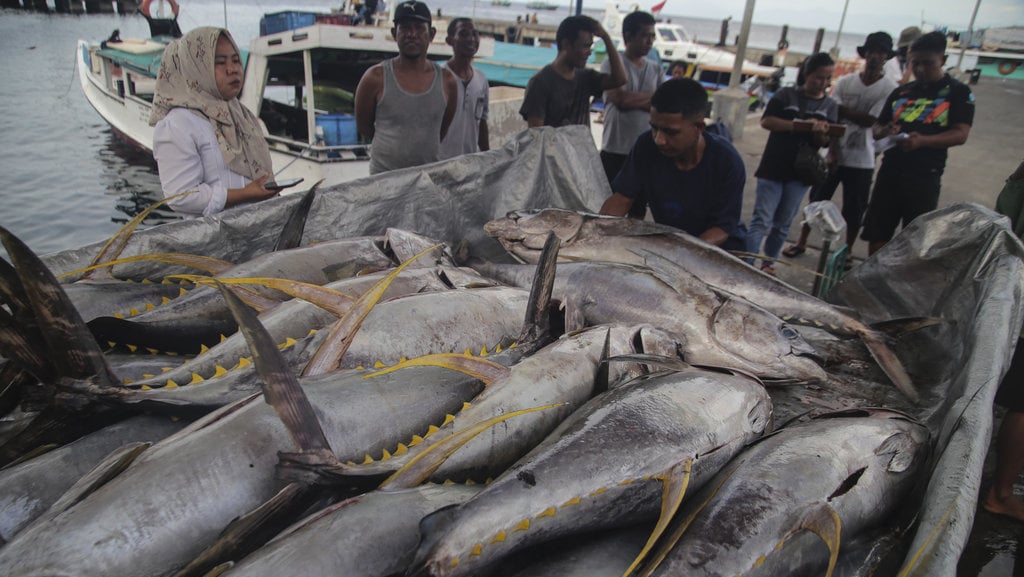 Tangkapan ikan tuna kualitas ekspor menurun