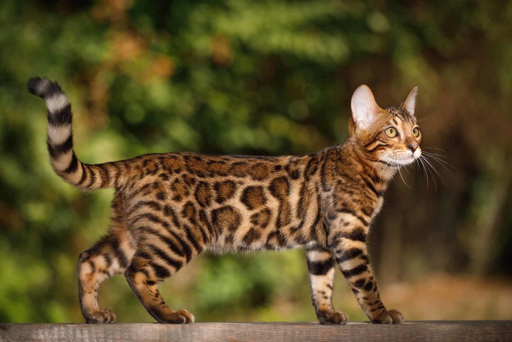 Kucing Bengal