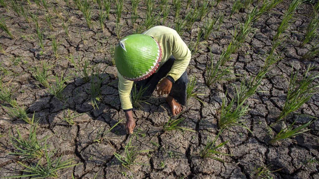 Ilustrasi Musim Kemarau. ANTARA FOTO/Dedhez Anggara/aww. Puncak musim kemarau di Indonesia