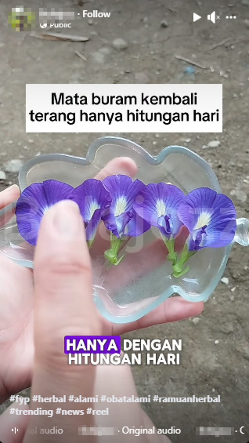 Periksa Fakta Bunga Telang